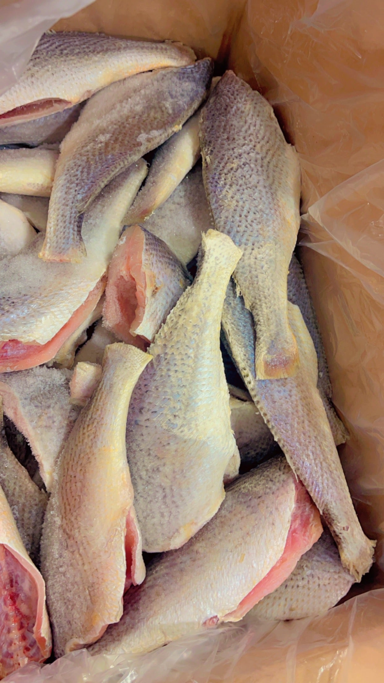 Croaker Fish(fresh and headless)