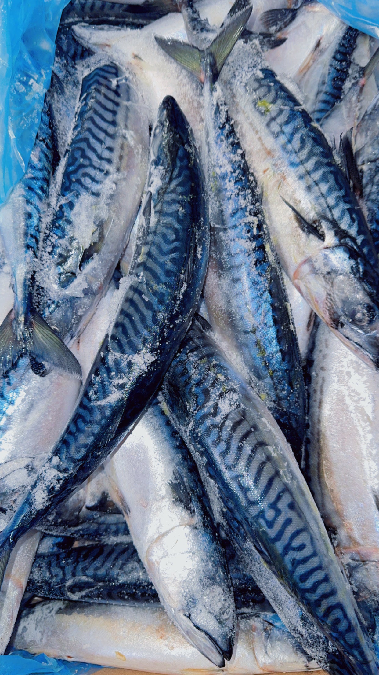 Mackerel Fish/ Titus