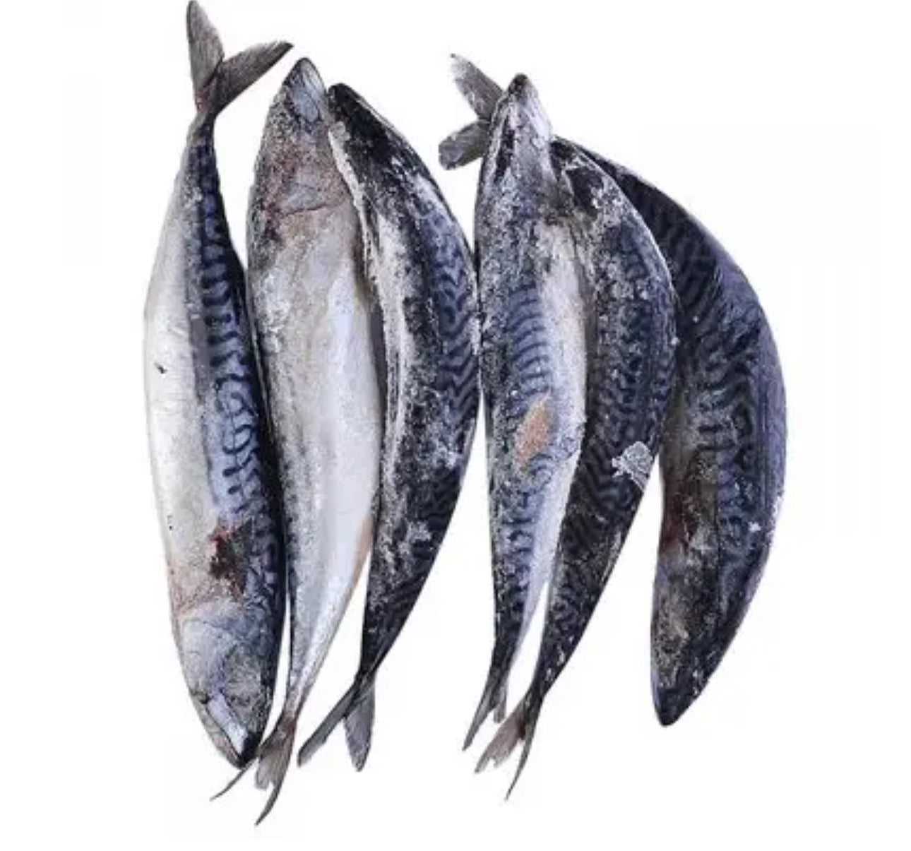 Mackerel Fish/ Titus – TAZInternational