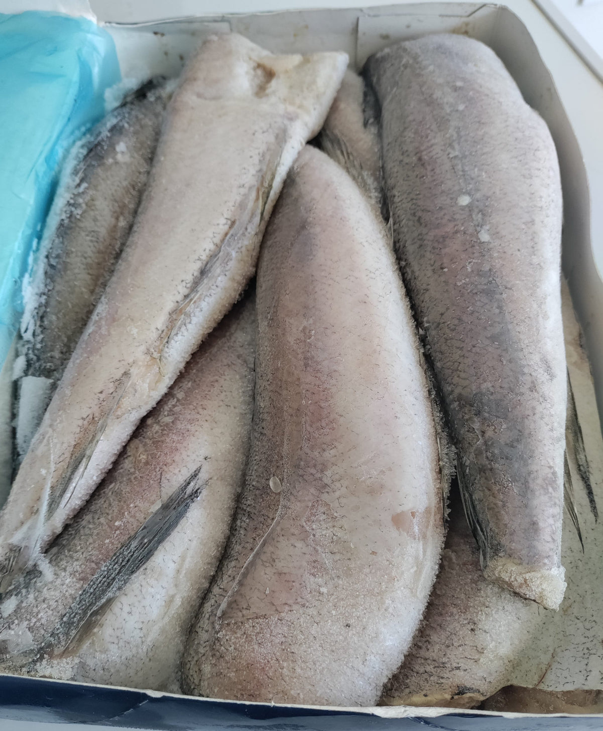 Frozen Pacific Whiting Hake Fish