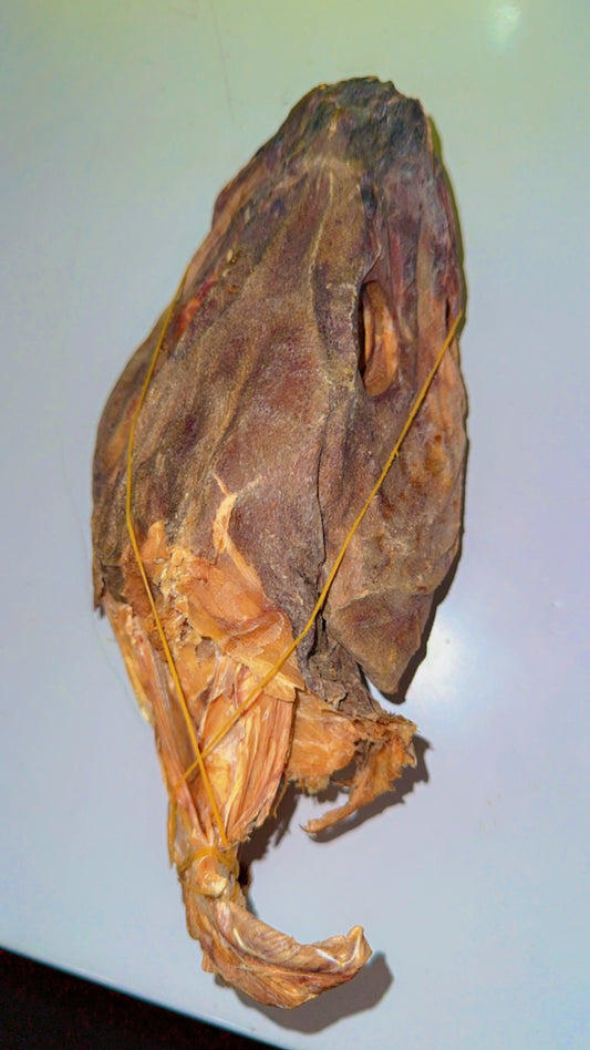 Stockfish Head