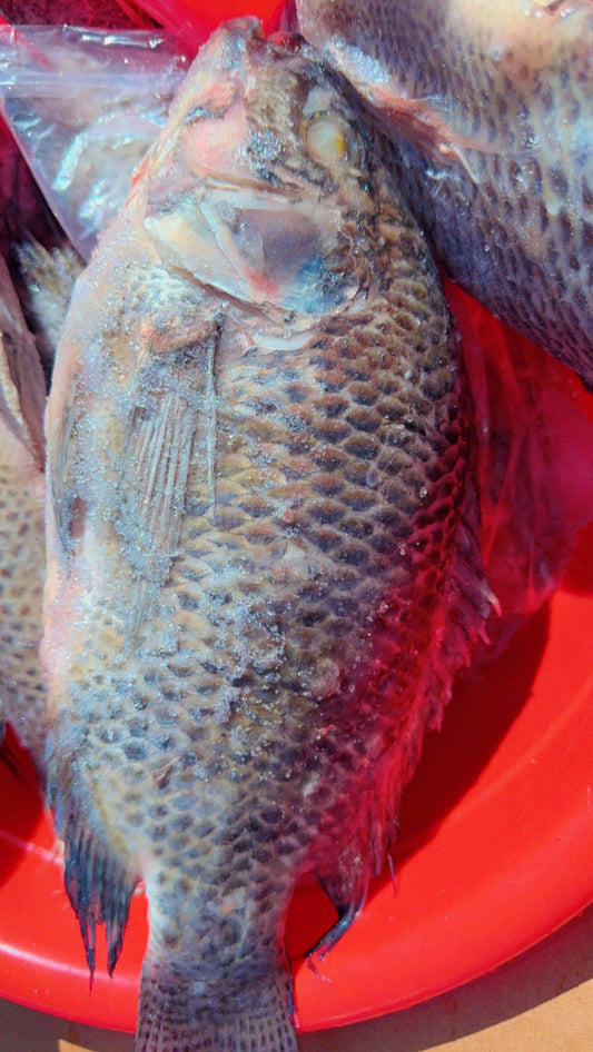 Tilapia Fish