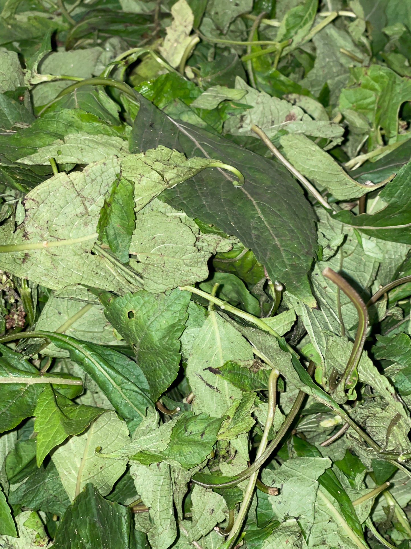 Fresh Scent leaves (Efinrin)